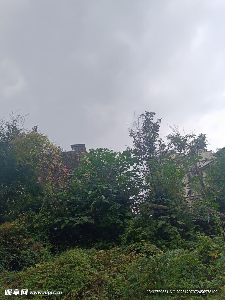 阴天中的繁茂绿植