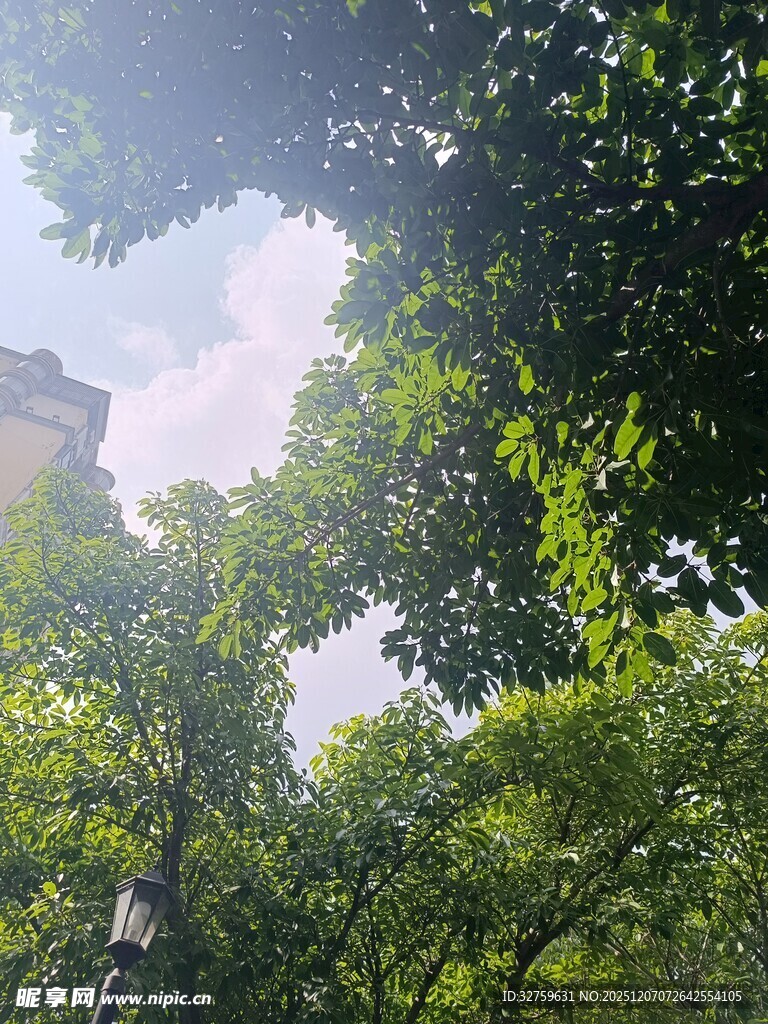 透过枝叶看天空