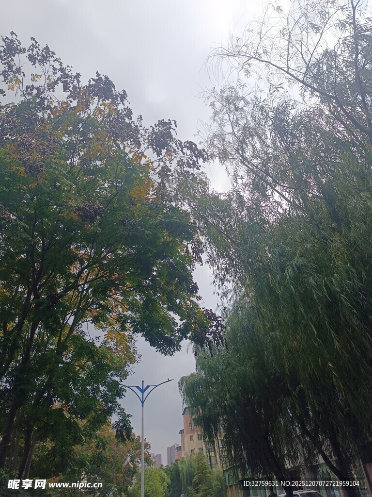 秋日树林中的朦胧景象