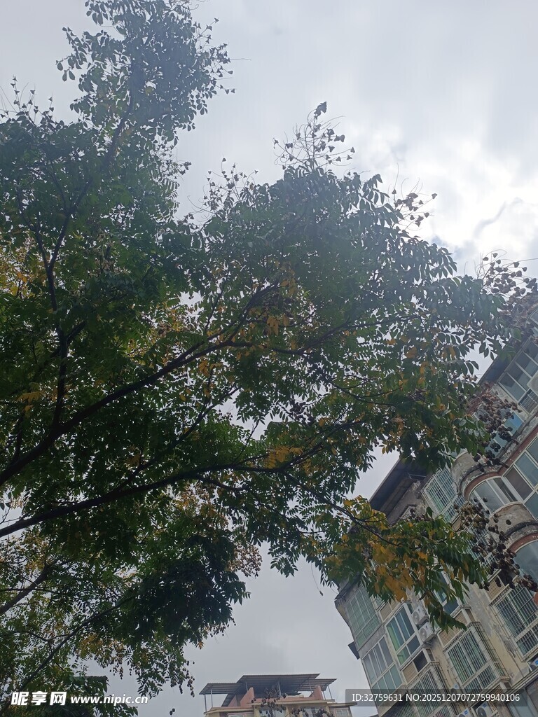 仰视绿树与城市建筑