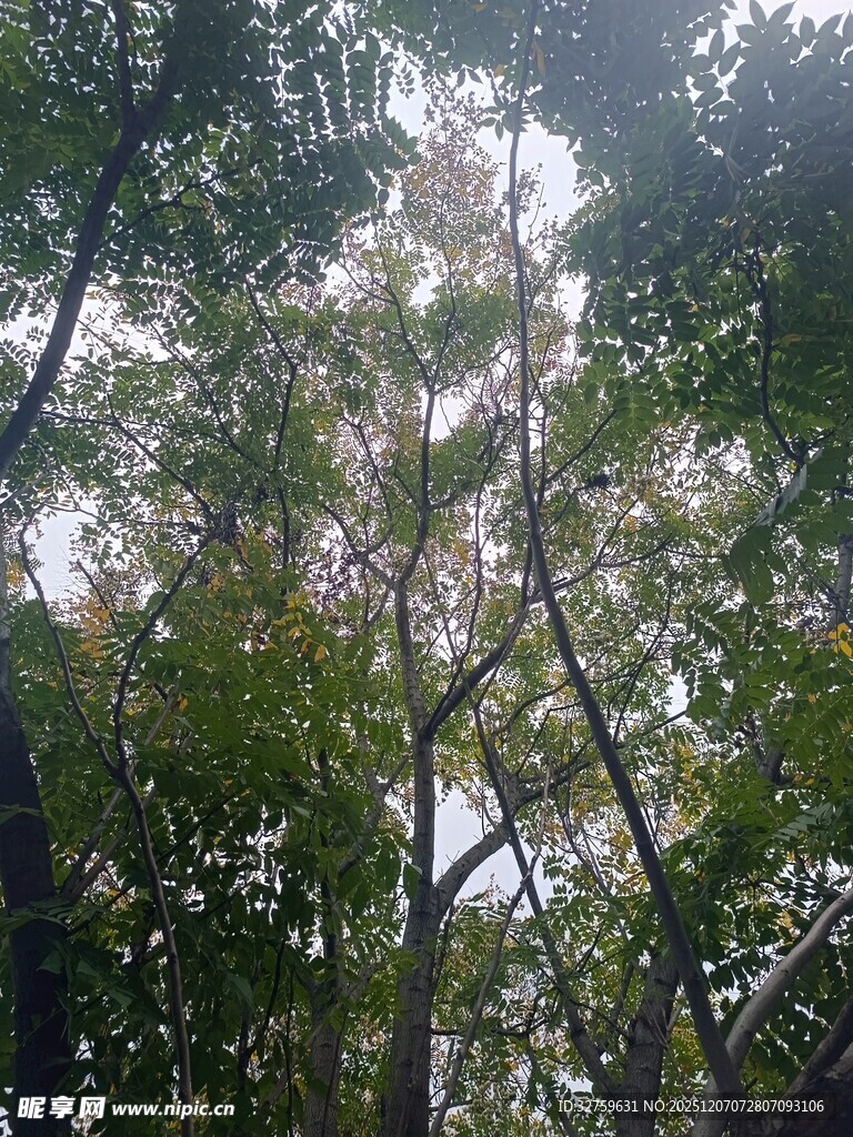 仰视茂密树林树冠