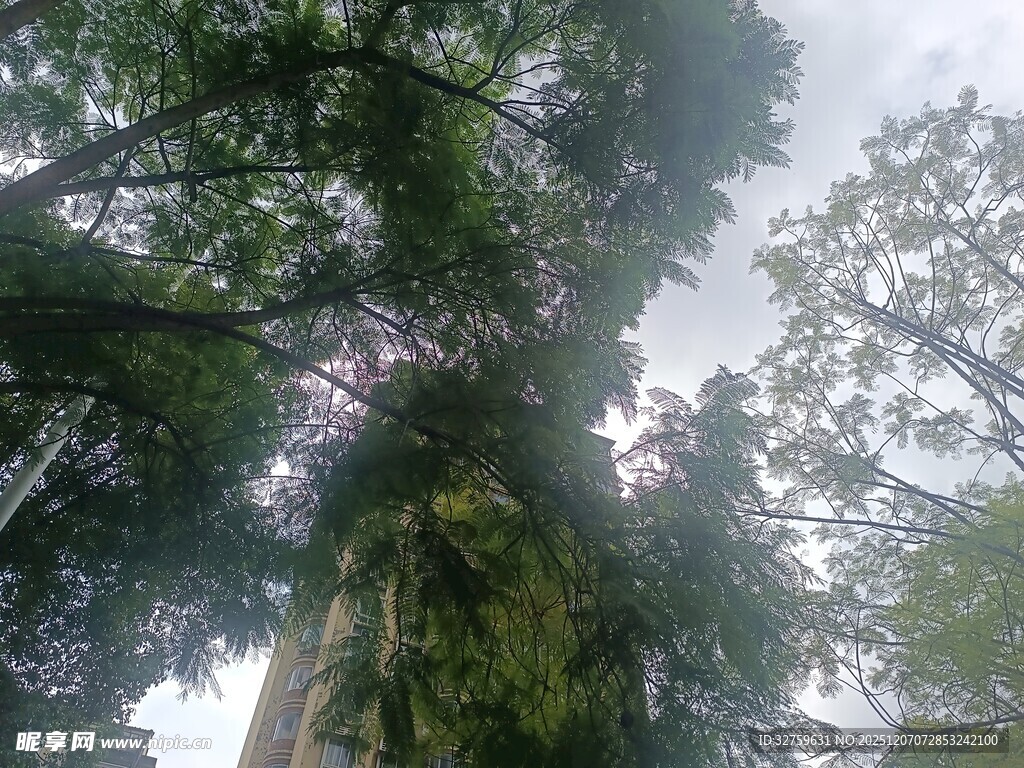 茂密森林中的高大树木