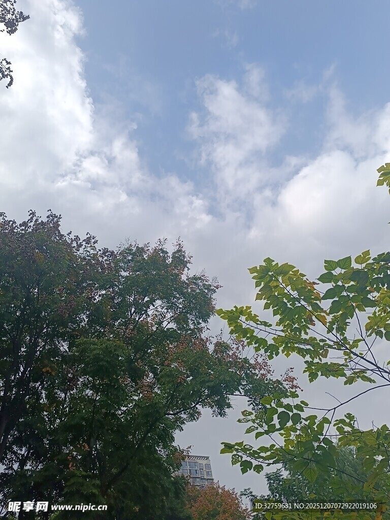 蓝天白云下的繁茂绿树