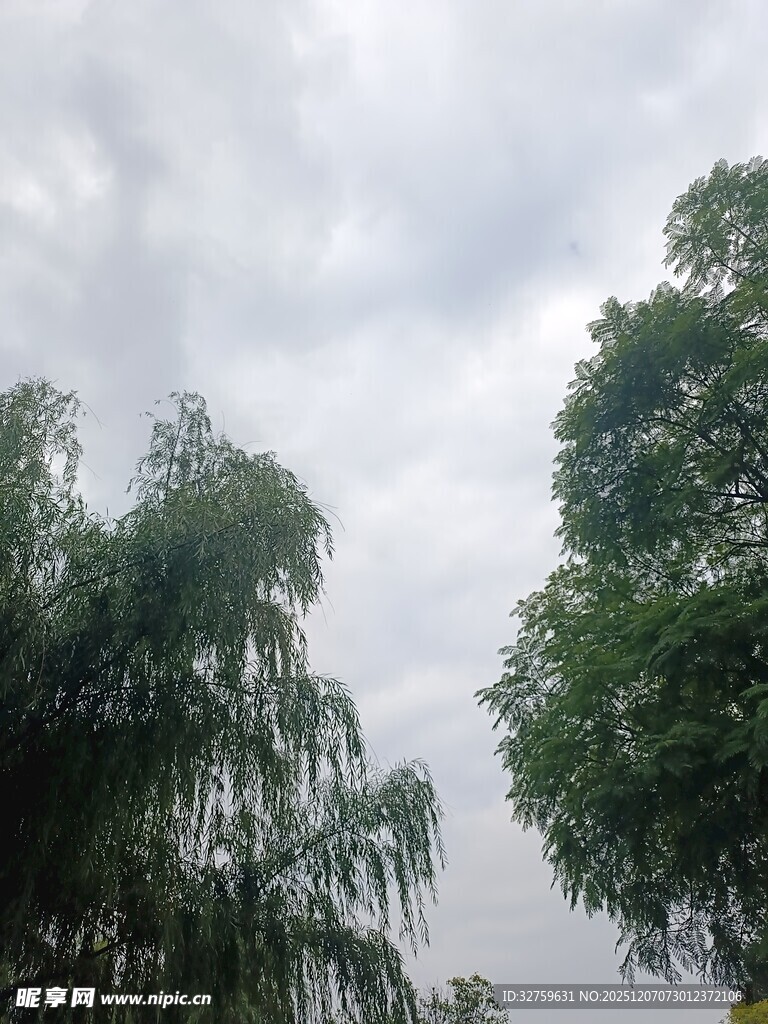 天空下的葱郁树木