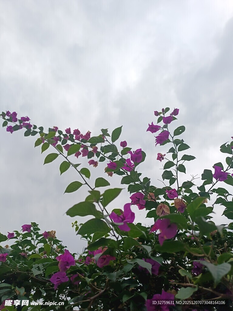 紫花绿叶映灰白天空