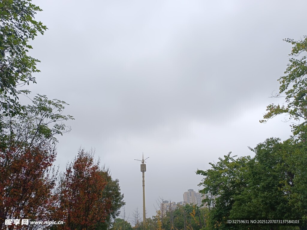 阴天中的树木与远处设施