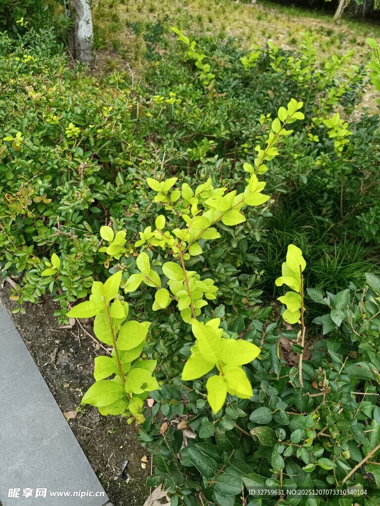 路边嫩绿植物生机勃勃