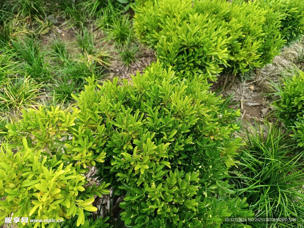 空中俯瞰翠绿繁茂植物