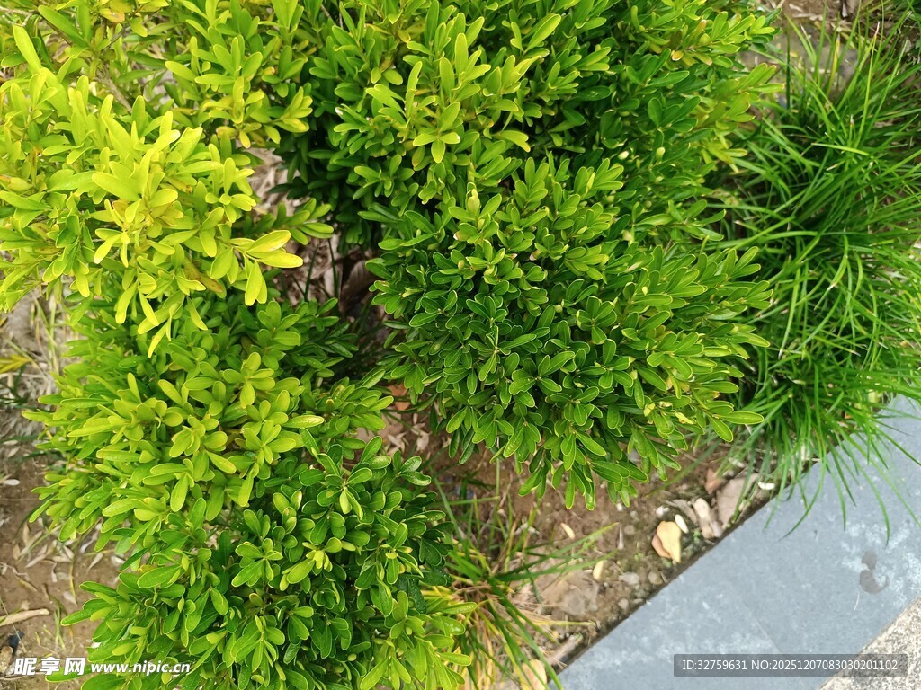 翠绿灌木景观一角