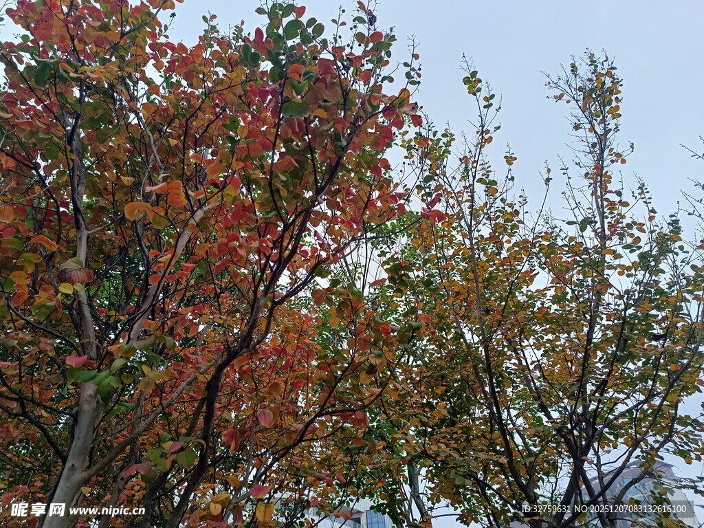 秋日斑斓树梢景色