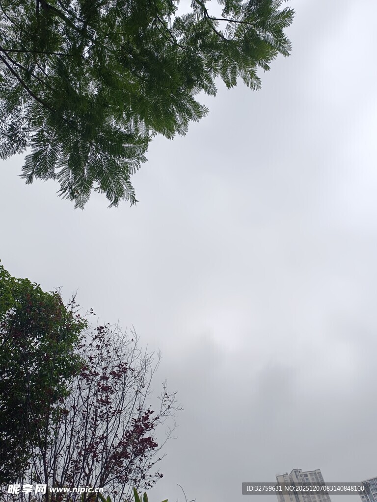 阴天中的树木与城市景象