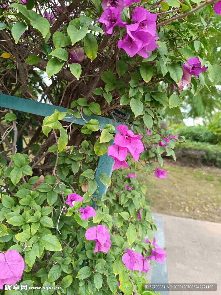 绽放的粉色牵牛花