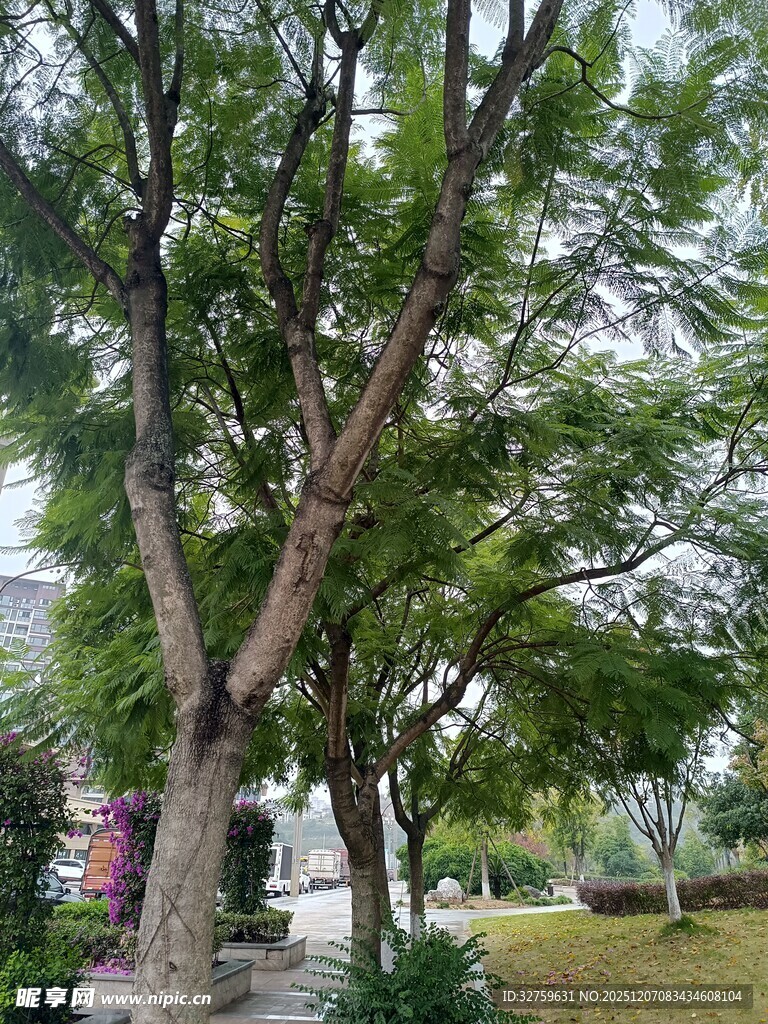 公园中葱郁繁茂的大树