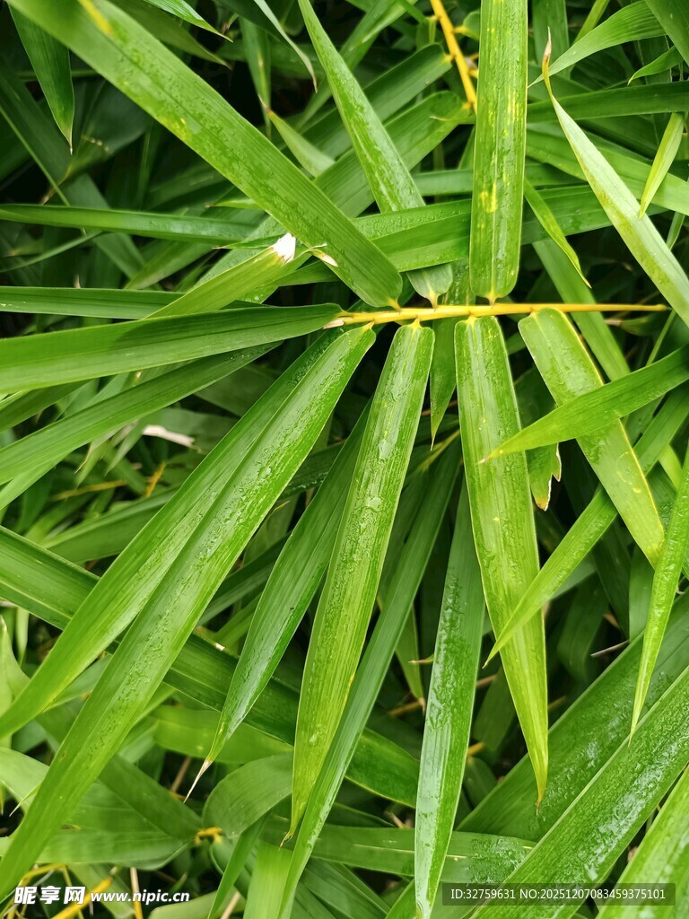 翠绿竹叶生机勃勃