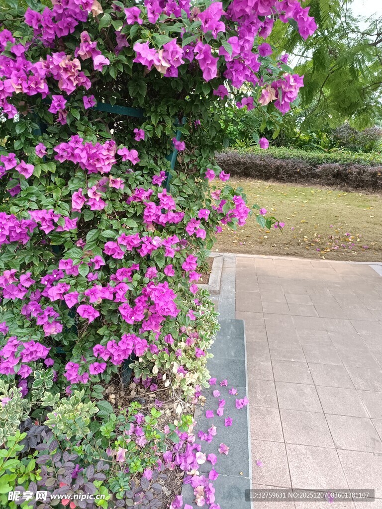 繁花簇拥的小径