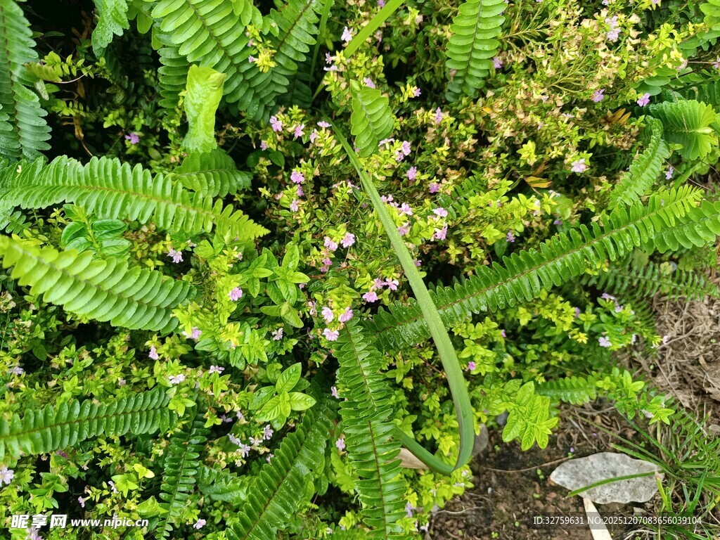 翠绿蕨类植物生机盎然