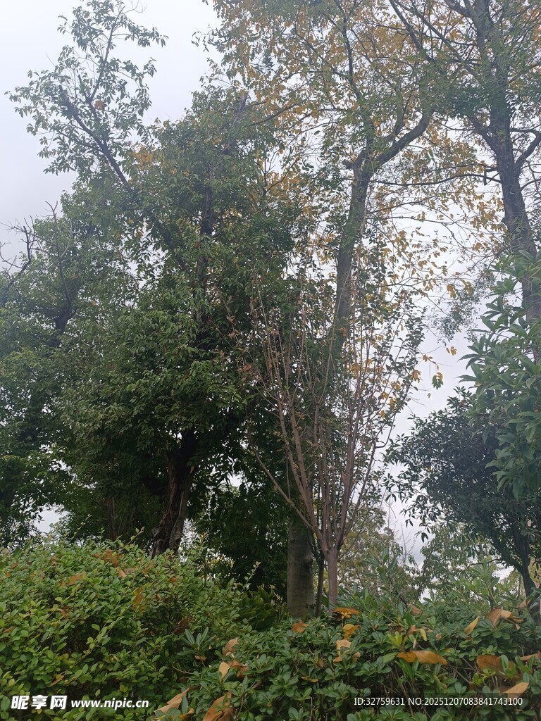 古老大树与繁茂绿植景观