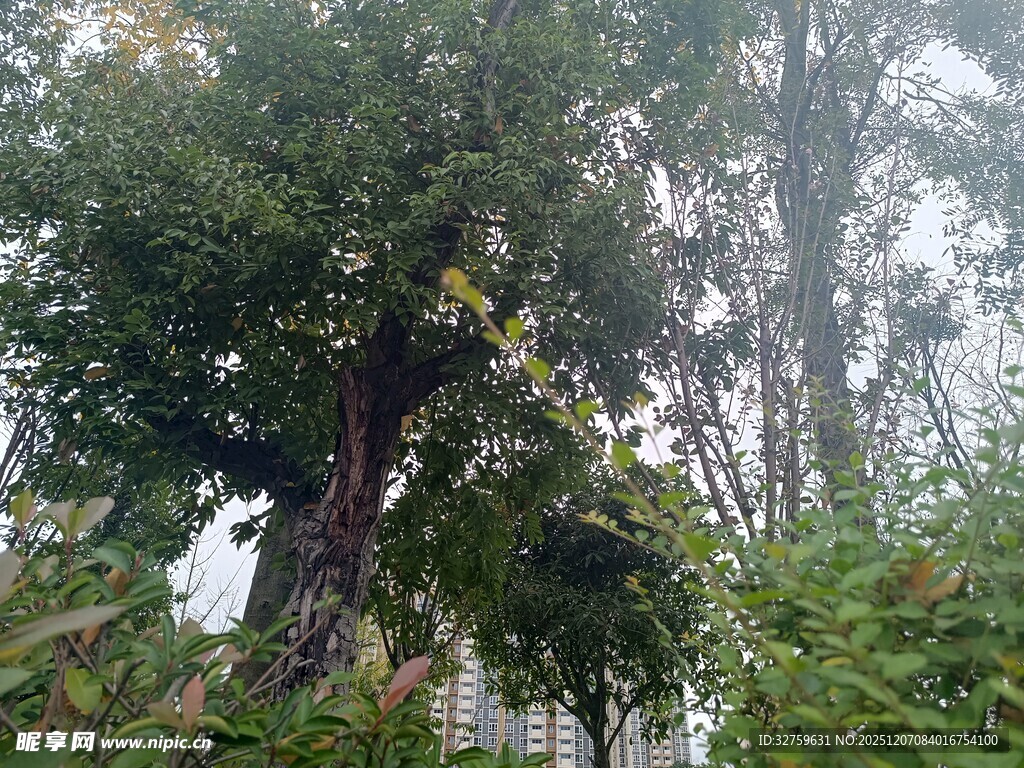 茂盛大树与周边绿植景观