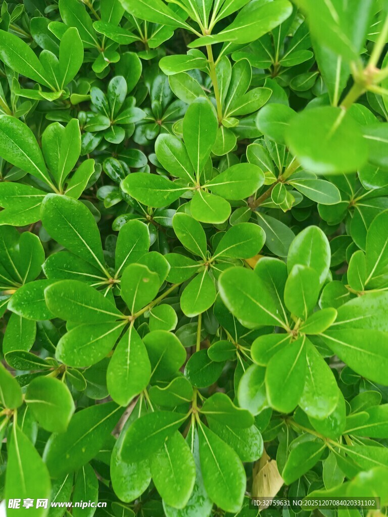 翠绿繁茂的植物叶片