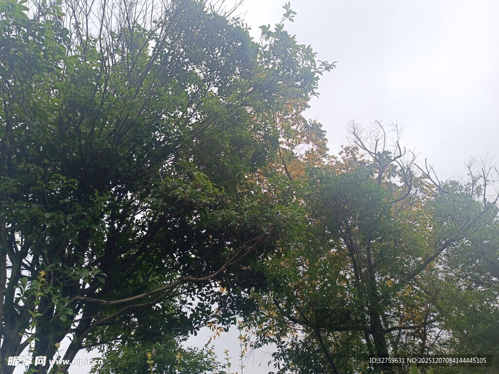 阳光洒落茂密树林景象