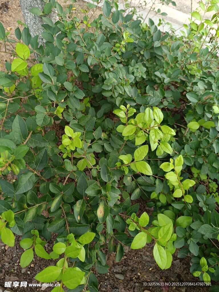 翠绿繁茂的生机植物景观