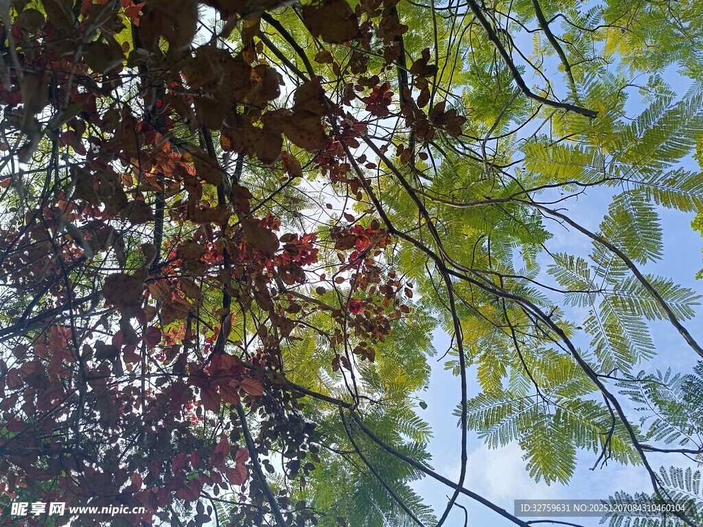 枝叶交错的多彩树木景观