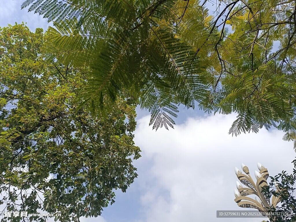 仰视葱郁树木与蓝天白云