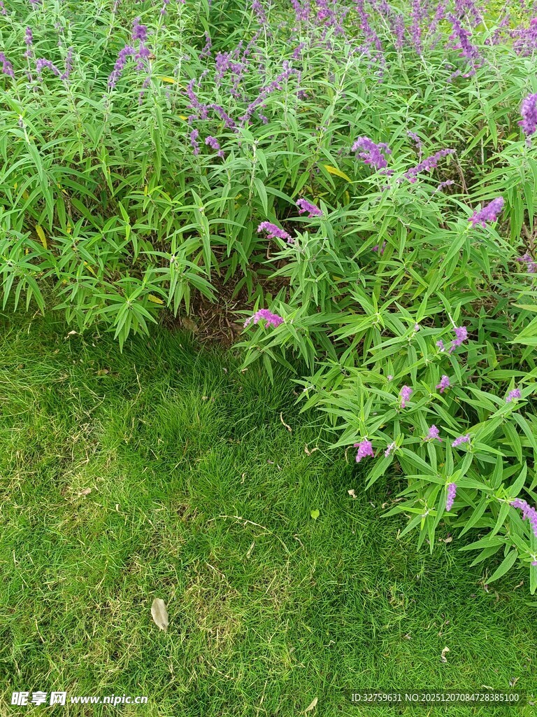 绿草间的紫色花卉景观