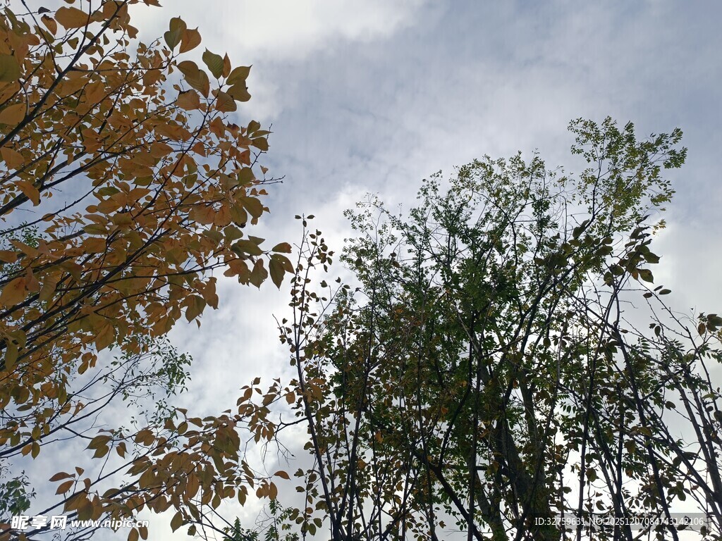 秋日树林仰视风景