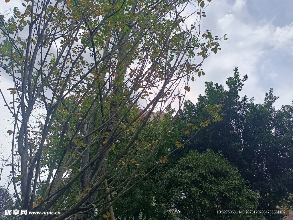 户外繁茂绿树与天空景象