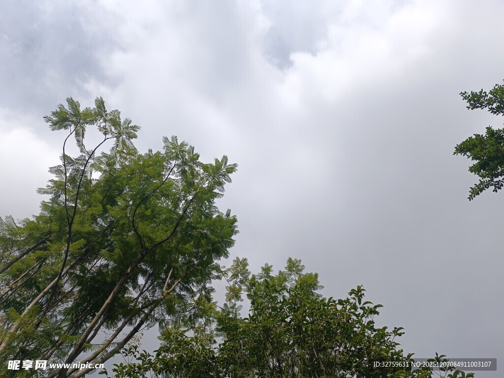 仰视绿树与天空的景致