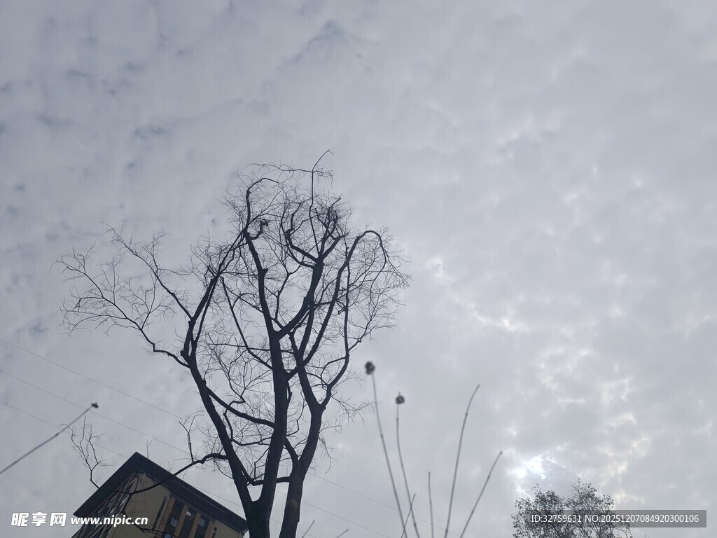 冬日枯树与房屋景象