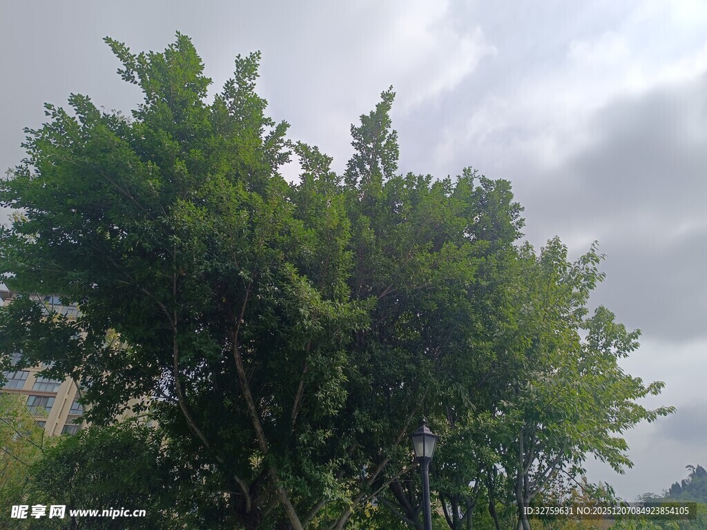 绿意盎然的茂盛树木