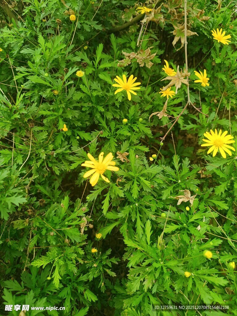 绿叶丛中的黄色小花