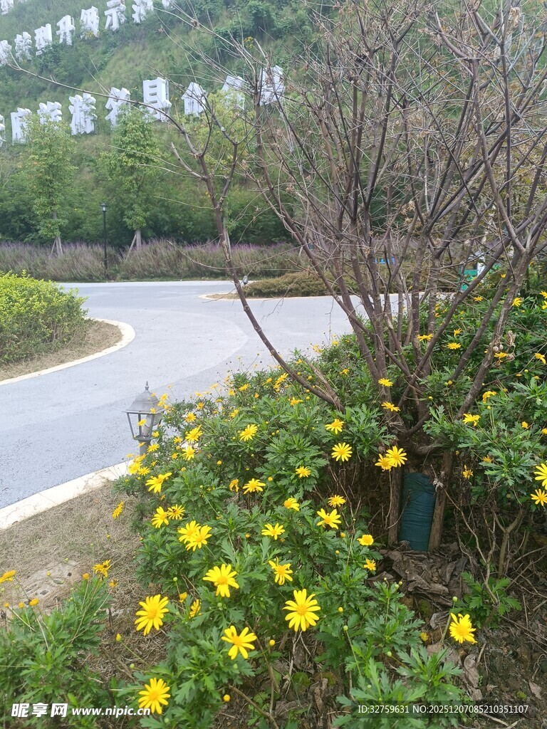 路边绽放的黄色花卉