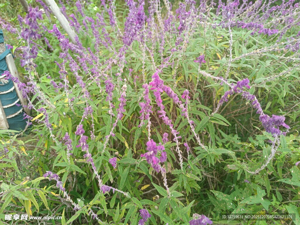 紫色野花绽放于绿草丛中