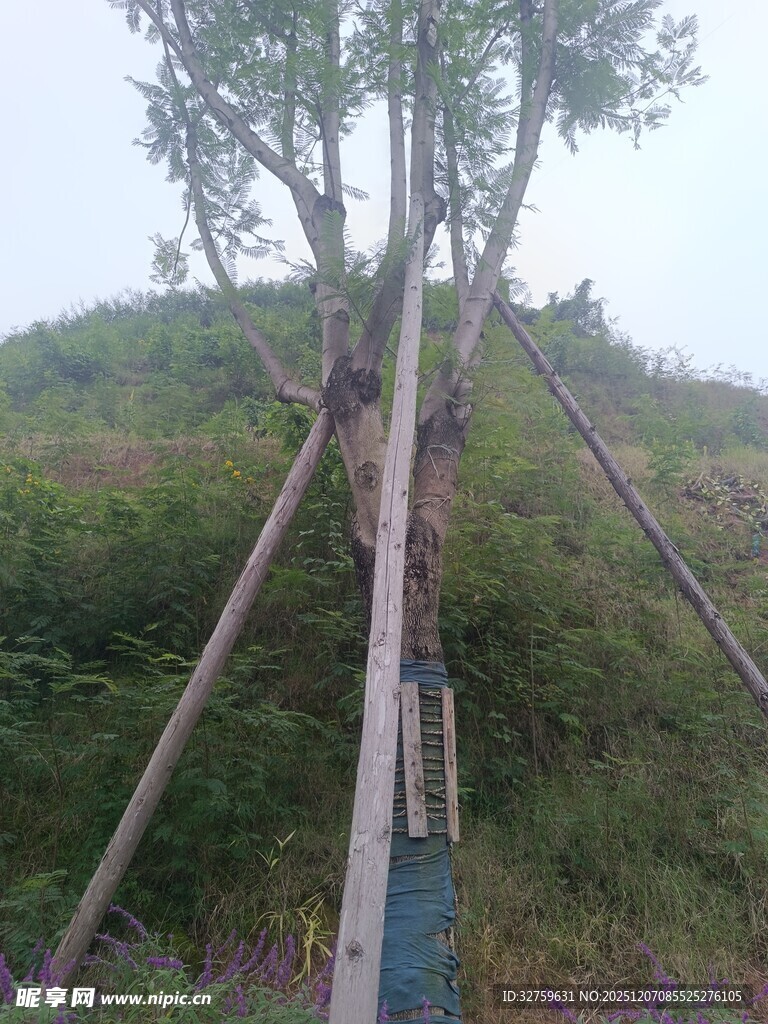 树木支撑加固场景