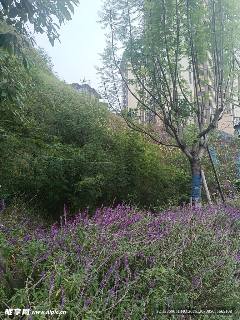 山间紫花绿树美景