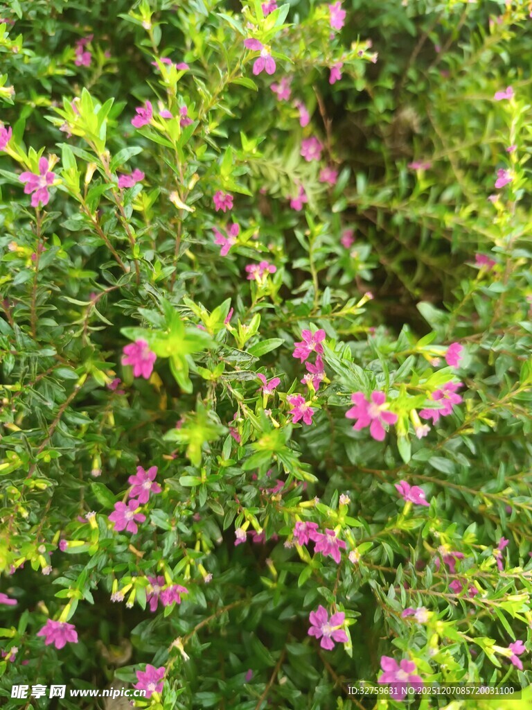 繁茂绿植间的粉色小花