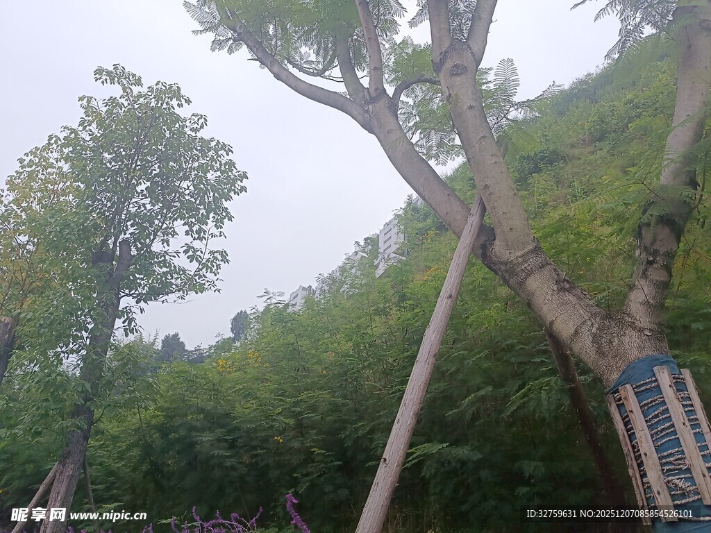 山林中支撑保护的树木