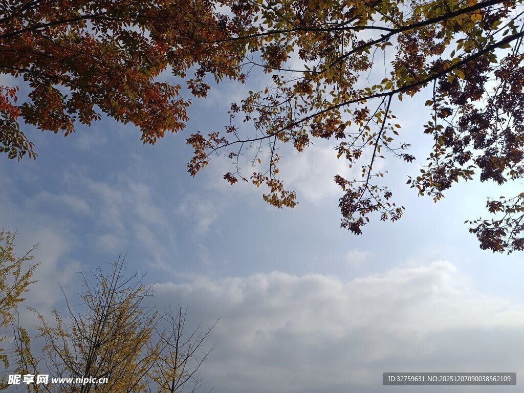 秋日树梢间的蓝天白云