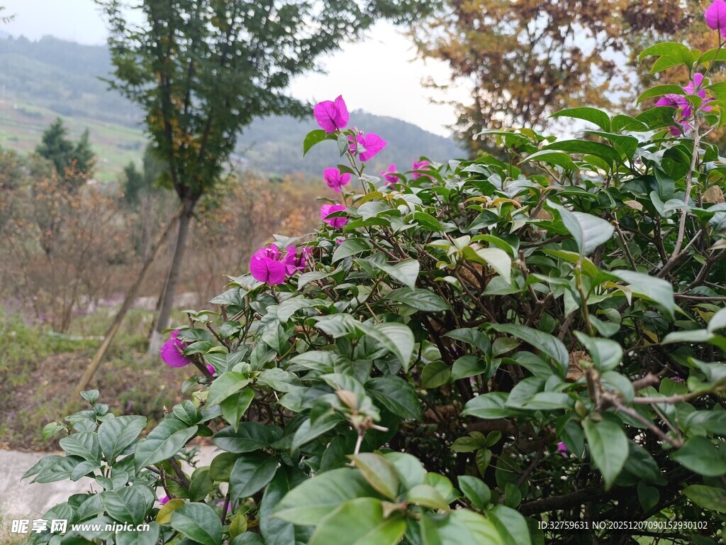 户外绽放的艳丽紫色花朵