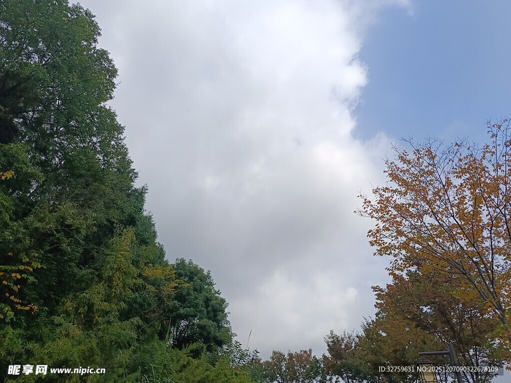 蓝天白云下的葱郁树木