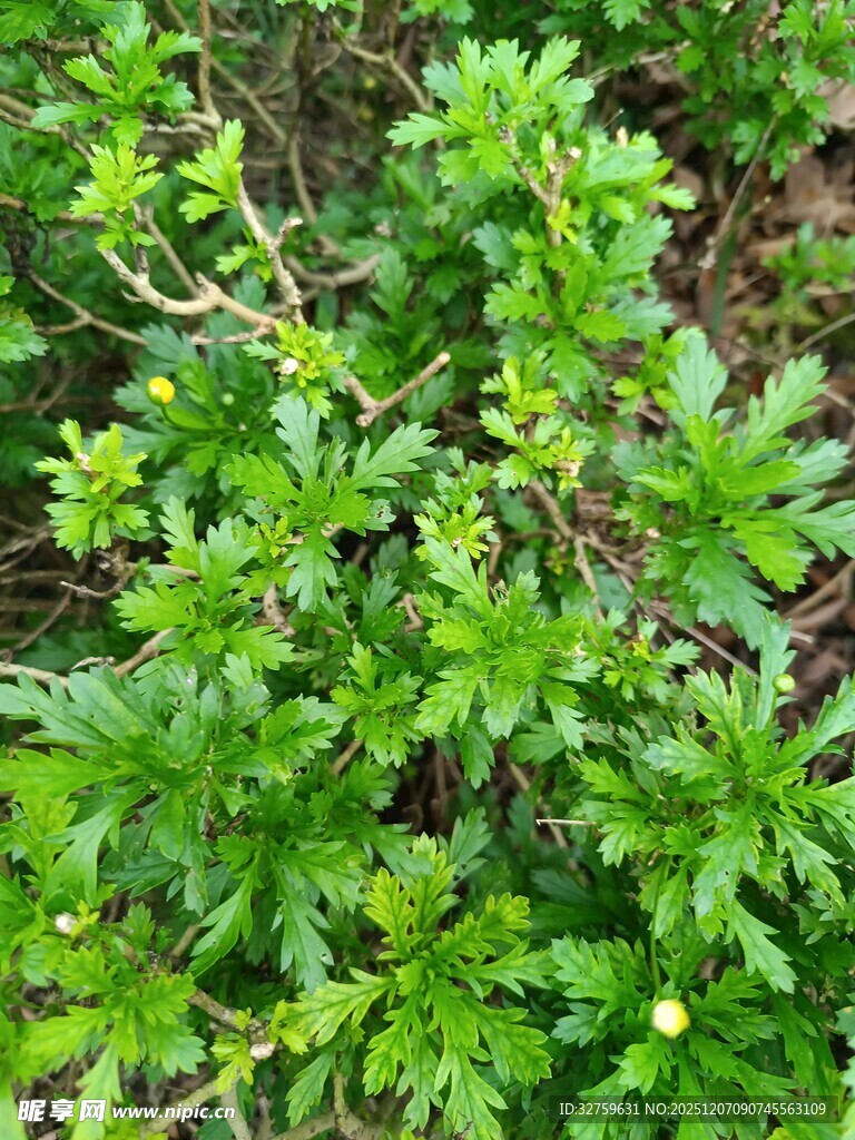 翠绿繁茂的植物枝叶