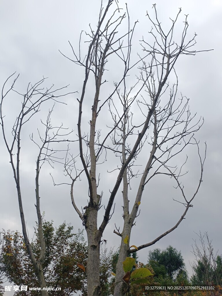 枯树挺立在阴沉天空下