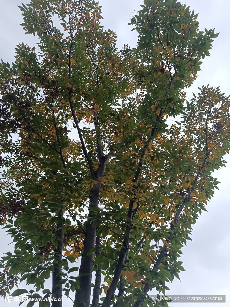 秋日挺拔树木景观