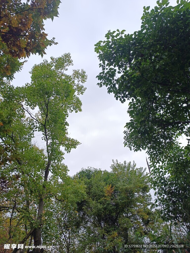 繁茂树林中的天空景象