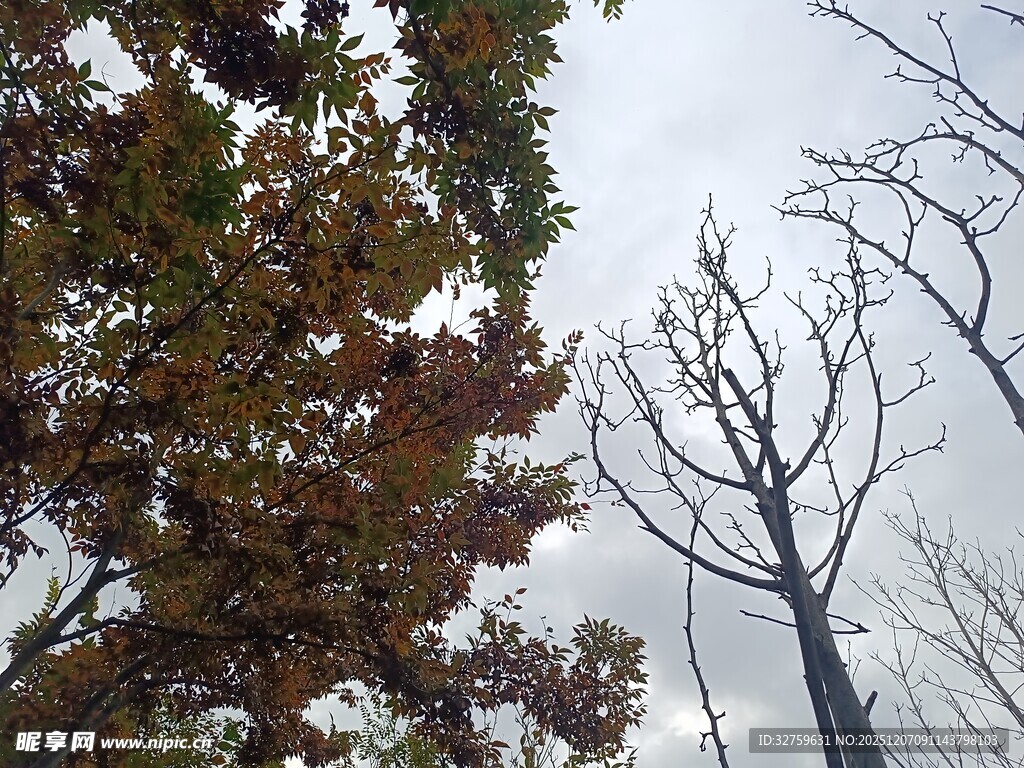 秋日枯树与多彩树叶