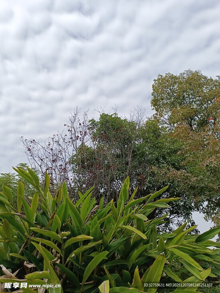 繁茂绿植与天空景象