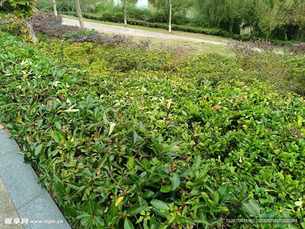 路边繁茂绿植景观